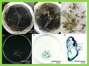 First-generation genome editing in potato using hairy root transformation