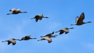 Conservation cobenefits from air pollution regulation: Evidence from birds