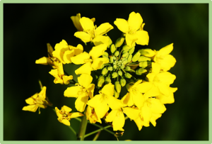 A Golden2-like transcription factor regulates Brassica napus seed vigor after artificial aging