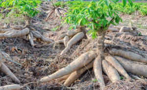 Genome-wide identification and analysis of the sucrose synthase gene family in cassava (Manihot esculenta Crantz)