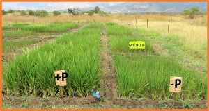 Transcriptome analysis of a near-isogenic line and its recurrent parent reveals the role of Pup1 QTL in phosphorus deficiency tolerance of rice at tillering stage