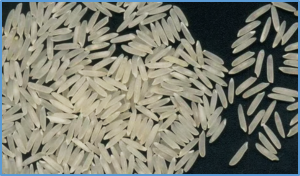 CRISPR-Cas9-mediated knockout of OsKCS11 in rice reveals potential crosstalk between very-long-chain fatty acids and cytokinin