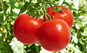 Review: miRNAs and lncRNAs in tomato: Roles in biotic and abiotic stress responses
