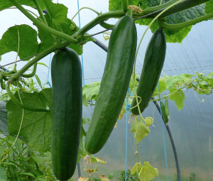 Mapping and identification of CsSF4, a gene encoding a UDP-N-acetyl glucosamine-peptide N-acetylglucosaminyltransferase required for fruit elongation in cucumber (Cucumis sativus L.)