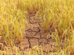 OsOLP1 contributes to drought tolerance in rice by regulating ABA biosynthesis and lignin accumulation 