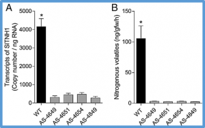 A flavin-dependent monooxygenase produces nitrogenous tomato aroma volatiles using cysteine as a nitrogen source