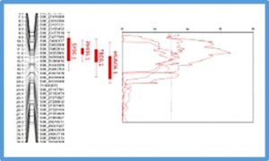 Identification of quantitative trait loci for drought tolerance in Bukoba/Kijivu Andean mapping population of common bean