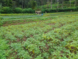 Growing the use of real-time digital tools for smarter vegetable farming