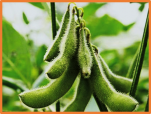 Identifcation of superior and rare haplotypes to optimize branch number in soybean 