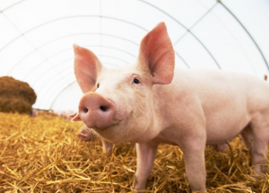 Novel Platform Visually Screens Gene Editing Efficiency in Porcine