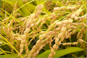 Silicon and Zinc Fertilizer Application Improves Grain Quality and Aroma in the japonica Rice Variety Nanjing 46 