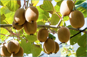 NbPTR1 confers resistance against Pseudomonas syringae pv. actinidiae in kiwifruit
