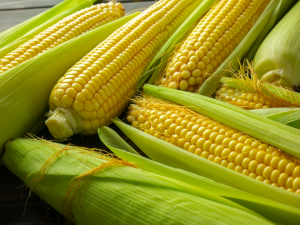 Nigerian Government Reaffirms Safety of TELA Maize