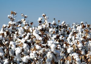 Clemson University Researchers Uncover Roots of Climate-Resilient Cotton