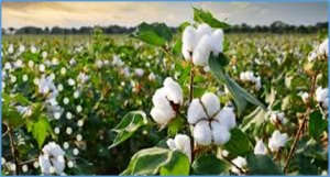 A GWAS identified loci and candidate genes associated with fiber quality traits in a new cotton MAGIC population