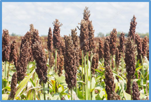 Seedling growth and fall armyworm feeding preference influenced by dhurrin production in sorghum