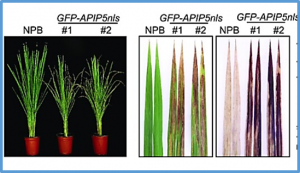 APIP5 functions as a transcription factor and an RNA-binding protein to modulate cell death and immunity in rice