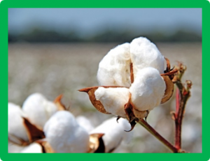 An EMS-induced mutation in a tetratricopeptide repeat-like superfamily protein gene (Ghir_A12G008870) on chromosome A12 is responsible for the liy short fiber phenotype in cotton