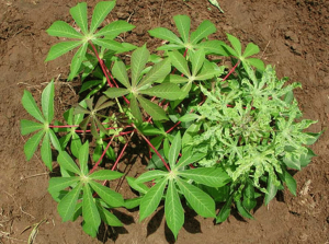 Nanopore-Based Complete Genome Sequence of a Sri Lankan Cassava Mosaic Virus (Geminivirus) Strain from Thailand.
