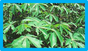 Genetic variation and evolutionary history of a mycorrhizal fungus regulate the currency of exchange in symbiosis with the food security crop cassava.