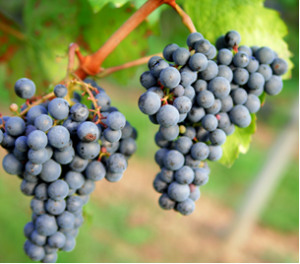Genetic variations of acidity in grape berries are controlled by the interplay between organic acids and potassium