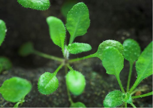Plant Science Discovery Uncovers Ways to Improve Immune Responses