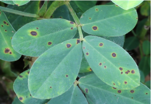 Identification of QTLs for resistance to leaf spots in cultivated peanut (Arachis hypogaea L.) through GWAS analysis