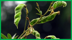Genetic molecular markers to accelerate genetic gains in crops