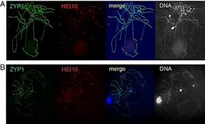 The mop1 mutation affects the recombination landscape in maize