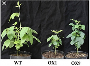 Overexpression of GmMYB14 improves high-density yield and drought tolerance of soybean through regulating plant architecture mediated by the brassinosteroid pathway