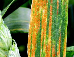 Genome-wide association study and genomic prediction of resistance to stripe rust in current Central and Northern European winter wheat germplasm