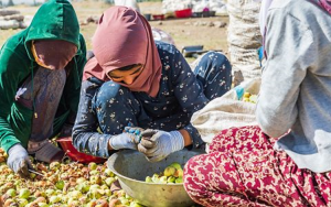 In Tajikistan, women contribute significantly to agriculture, but does agricultural work contribute significantly to women`s agency?