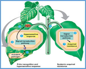 Lactoferrin and its role in biotechnological strategies for plant defense against pathogens