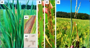 Status on Genetic Resistance to Rice Blast Disease in the Post-Genomic Era
