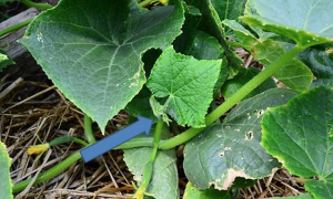 Epistatic interaction between CsCEN and CsSHBY in regulating indeterminate/determinate growth of lateral branch in cucumber
