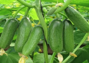 Evaluation of cucumber UBL5 promoter as a tool for transgene expression and genome editing in plants
