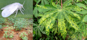 Genome segment ratios change during whitefly transmission of two bipartite cassava mosaic begomoviruses