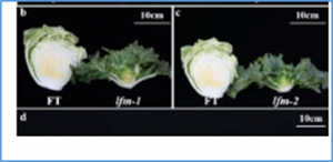 Role of Brassica orphan gene BrLFM on leafy head formation in Chinese cabbage (Brassica rapa)