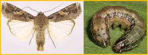 Downregulation of a transcription factor associated with resistance to Bt toxin Vip3Aa in the invasive fall armyworm