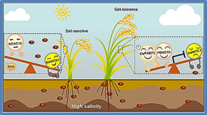 Clock component OsPRR73 positively regulates rice salt tolerance by modulating OsHKT2;1-mediated sodium homeostasis
