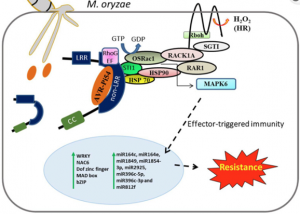 Understanding the Dynamics of Blast Resistance in Rice- Magnaporthe oryzae Interactions
