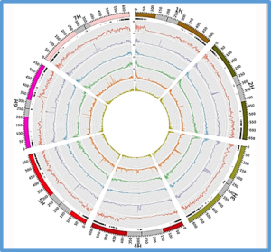 Structural variants in the barley gene pool: precision and sensitivity to detect them using short-read sequencing and their association with gene expression and phenotypic variation