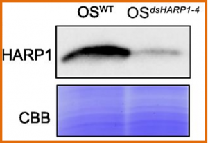 An effector from cotton bollworm oral secretion impairs host plant defense signaling