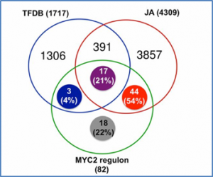 A MYC2/MYC3/MYC4-dependent transcription factor network regulates water spray-responsive gene expression and jasmonate levels