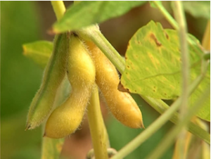 Two GM Soybeans to Stay in the Market After EFSA Re-Evaluation