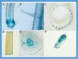 OsCpn60&beta;1 is Essential for Chloroplast Development in Rice (Oryza sativa L.)