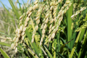 Direct identification of a mutation in OsSh1 causing non-shattering in a rice (Oryza sativa L.) mutant cultivar using whole-genome resequencing