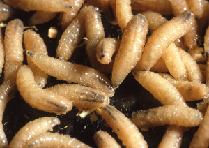 Researchers Map Genome of Agricultural `Monsters`