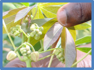 Cassava breeding and agronomy in Asia: 50 years of history and future directions 