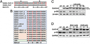 Targeting the coronavirus nucleocapsid protein through GSK-3 inhibition